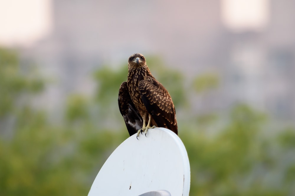 brown and black falcon on white round table during daytime