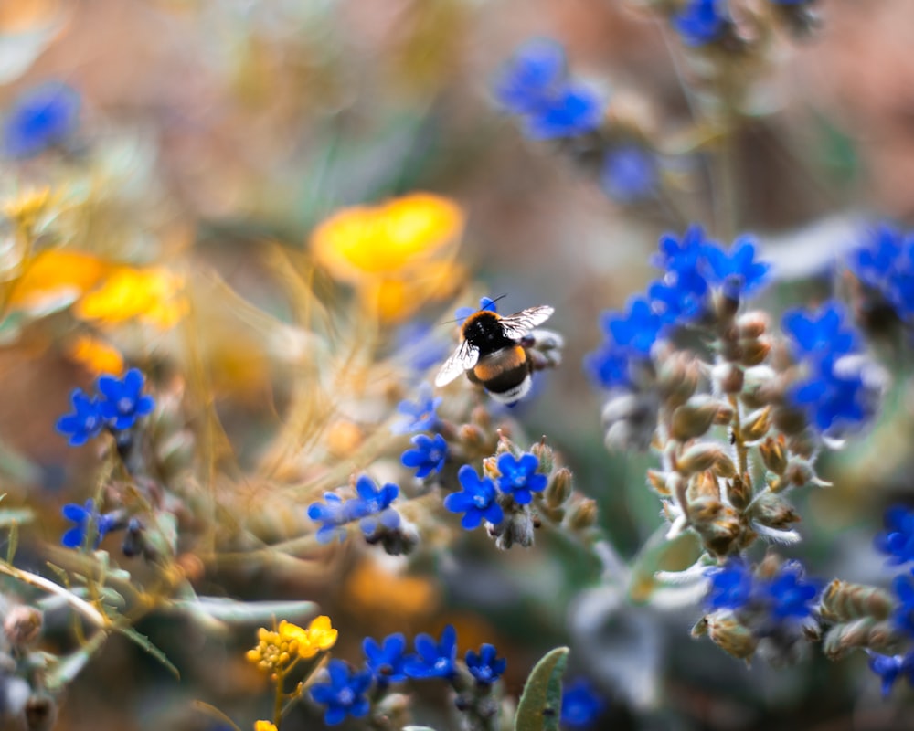 black and yellow bee on blue flower