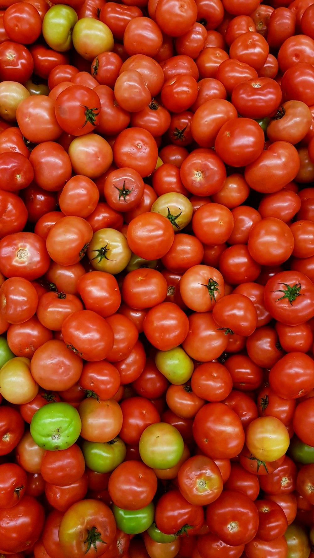 rote und grüne Tomatenfrucht