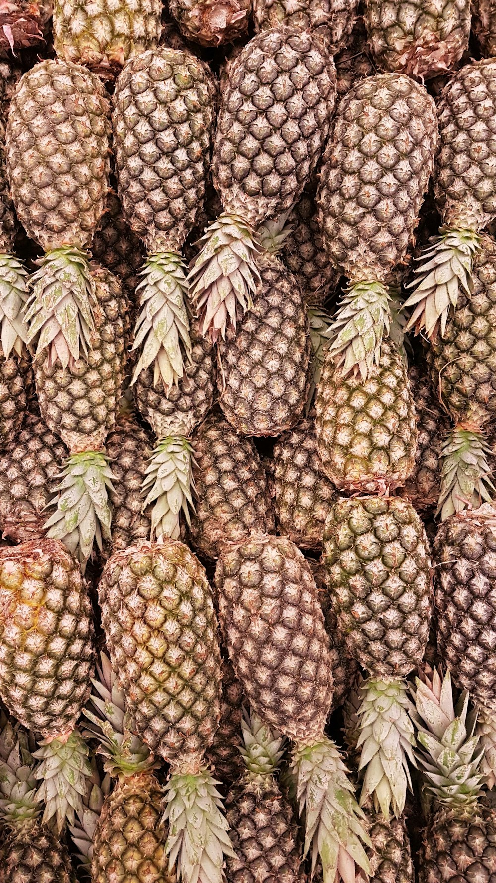 green and brown pineapple fruits