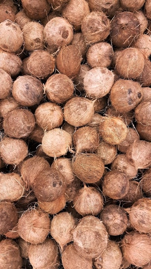 A vibrant display of semi husked coconuts harvested from Indonesia.