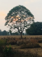 green tree on green grass field during daytime