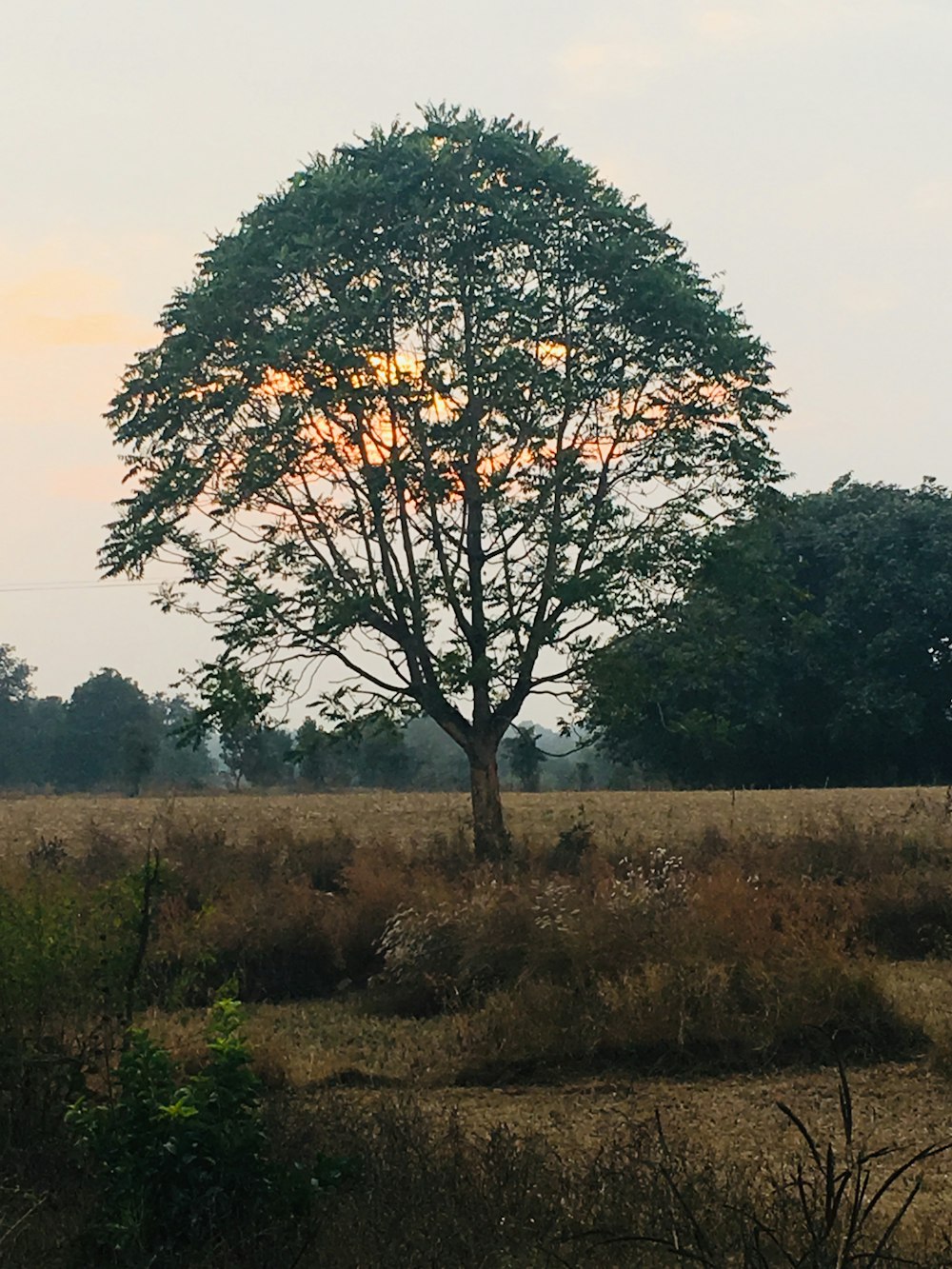 albero verde su campo di erba verde durante il giorno