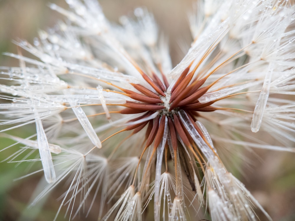 white dandelion in close up photography