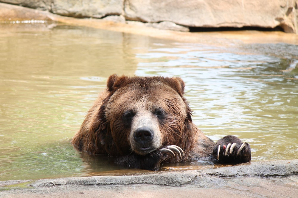 brown bear on water during daytime