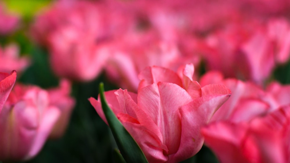 pink tulips in bloom during daytime