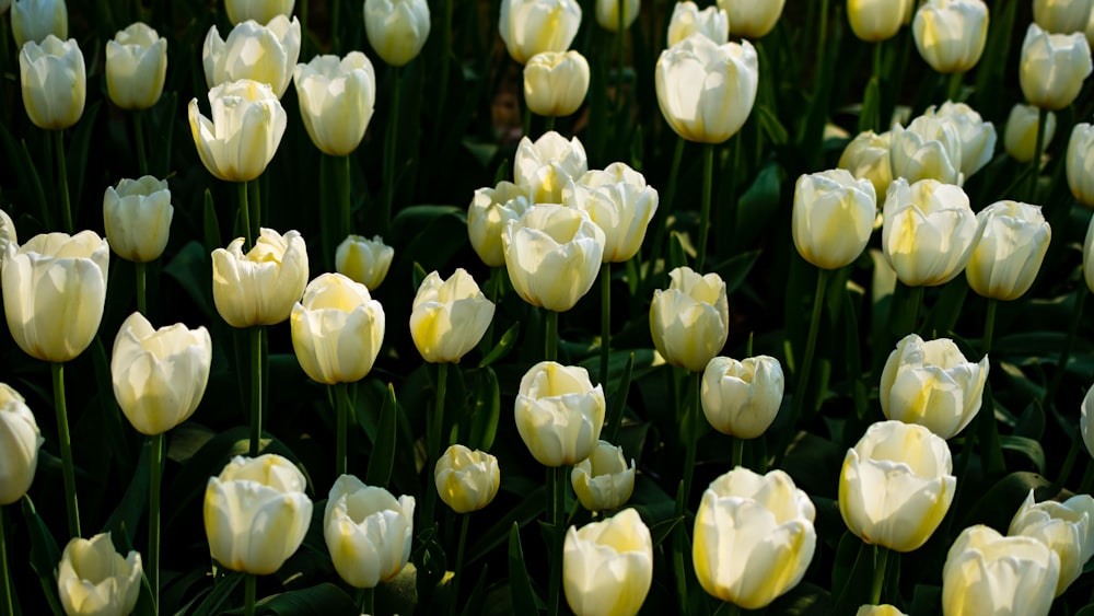 a large group of white tulips in a field