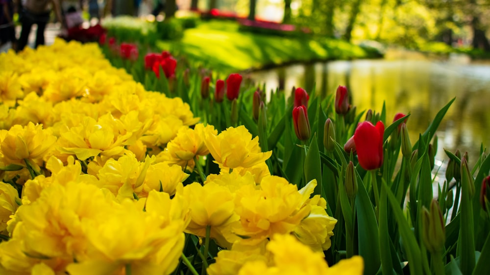 yellow daffodils in bloom during daytime