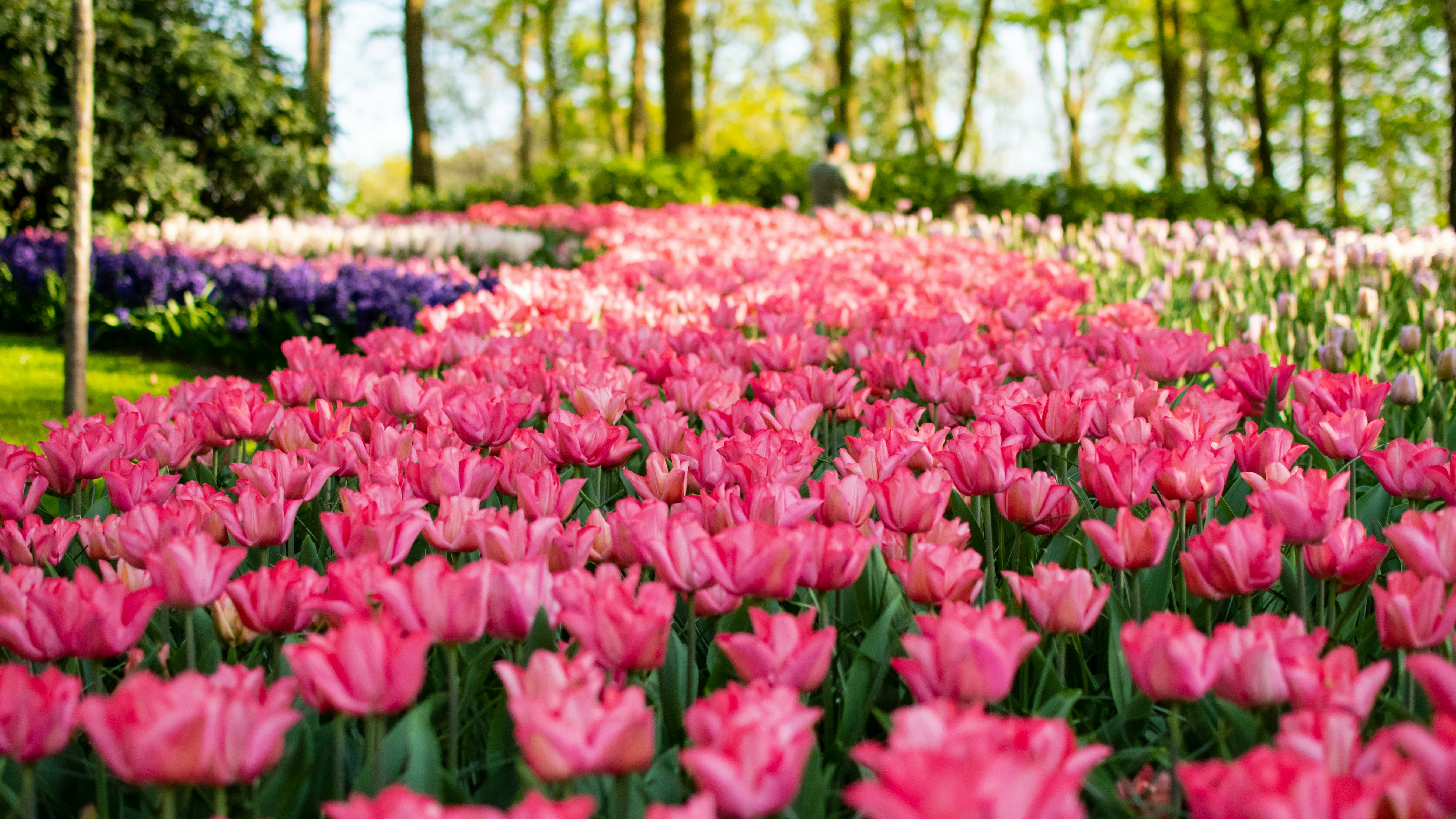 昼間のピンクの花畑の写真 Unsplashで見つけるキューケンホフボスの無料写真