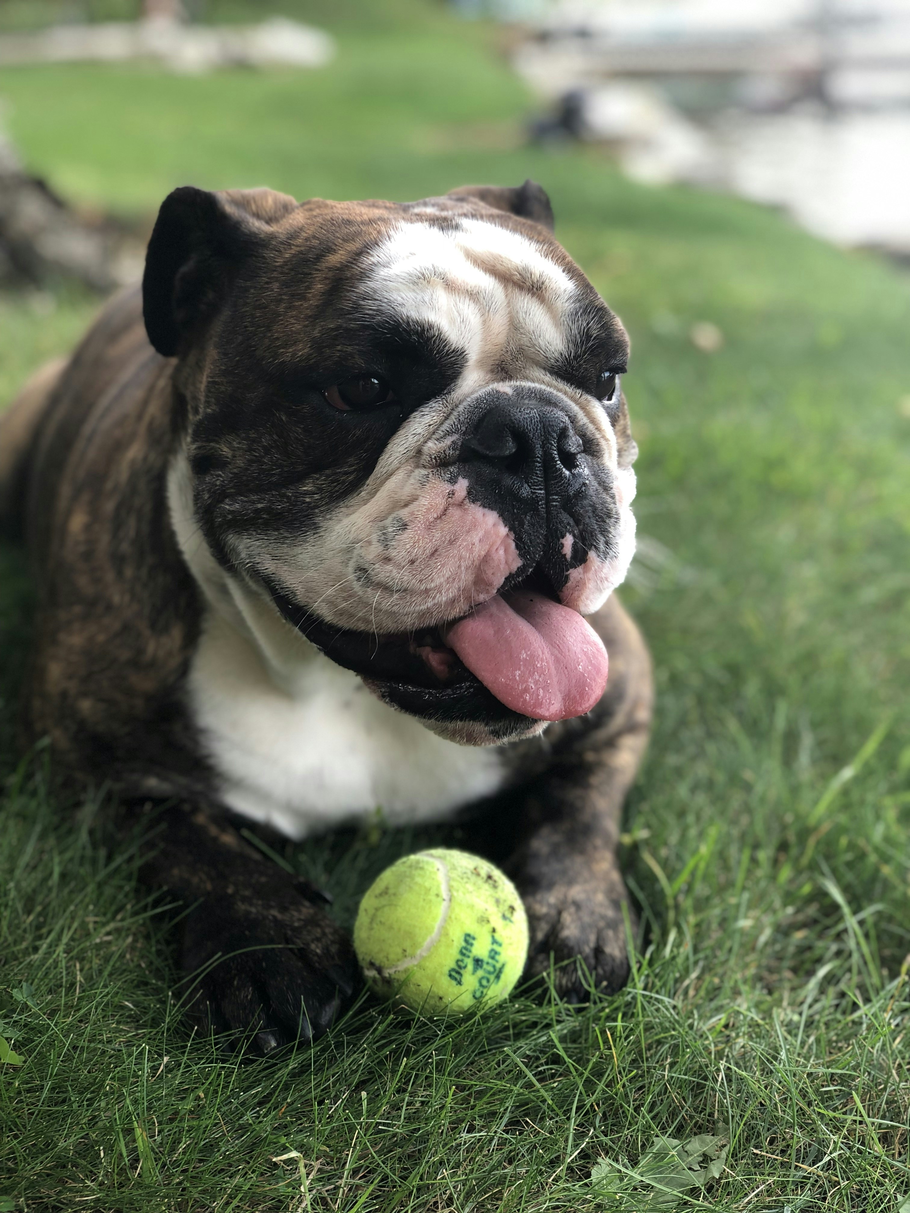 French Bulldog Black-White