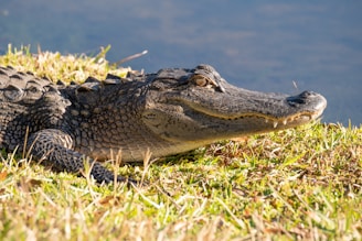 alligator on green grass near body of water during daytime
