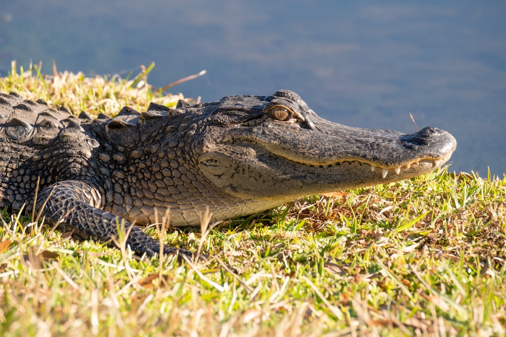 crocodile on green grass near body of water during daytime
