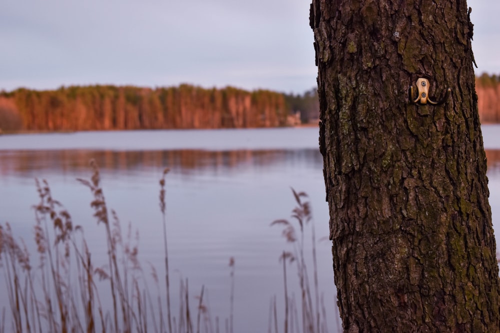 brown tree trunk near body of water during daytime