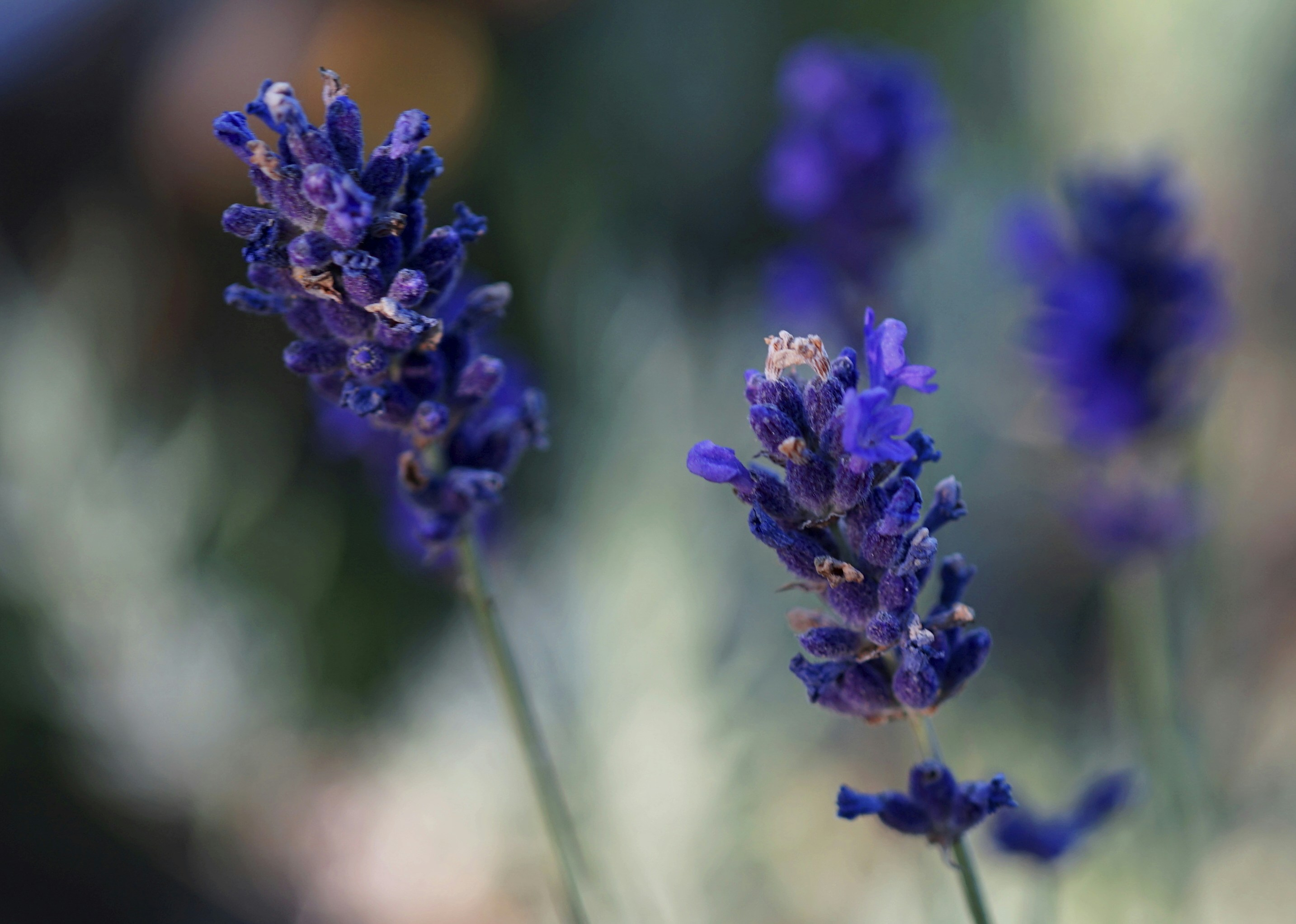 Photo by alpinstephane