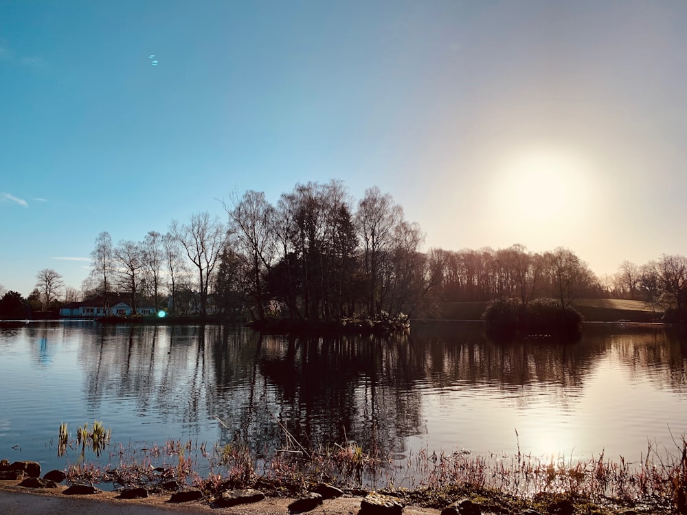 body of water near trees during daytime