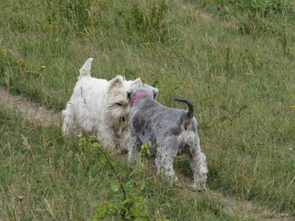 Piccolo cane bianco a pelo lungo su campo di erba verde