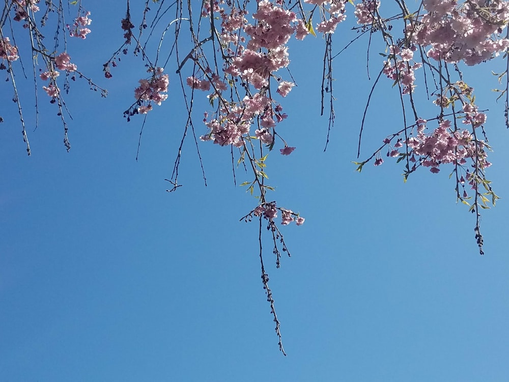 white and pink cherry blossom under blue sky during daytime