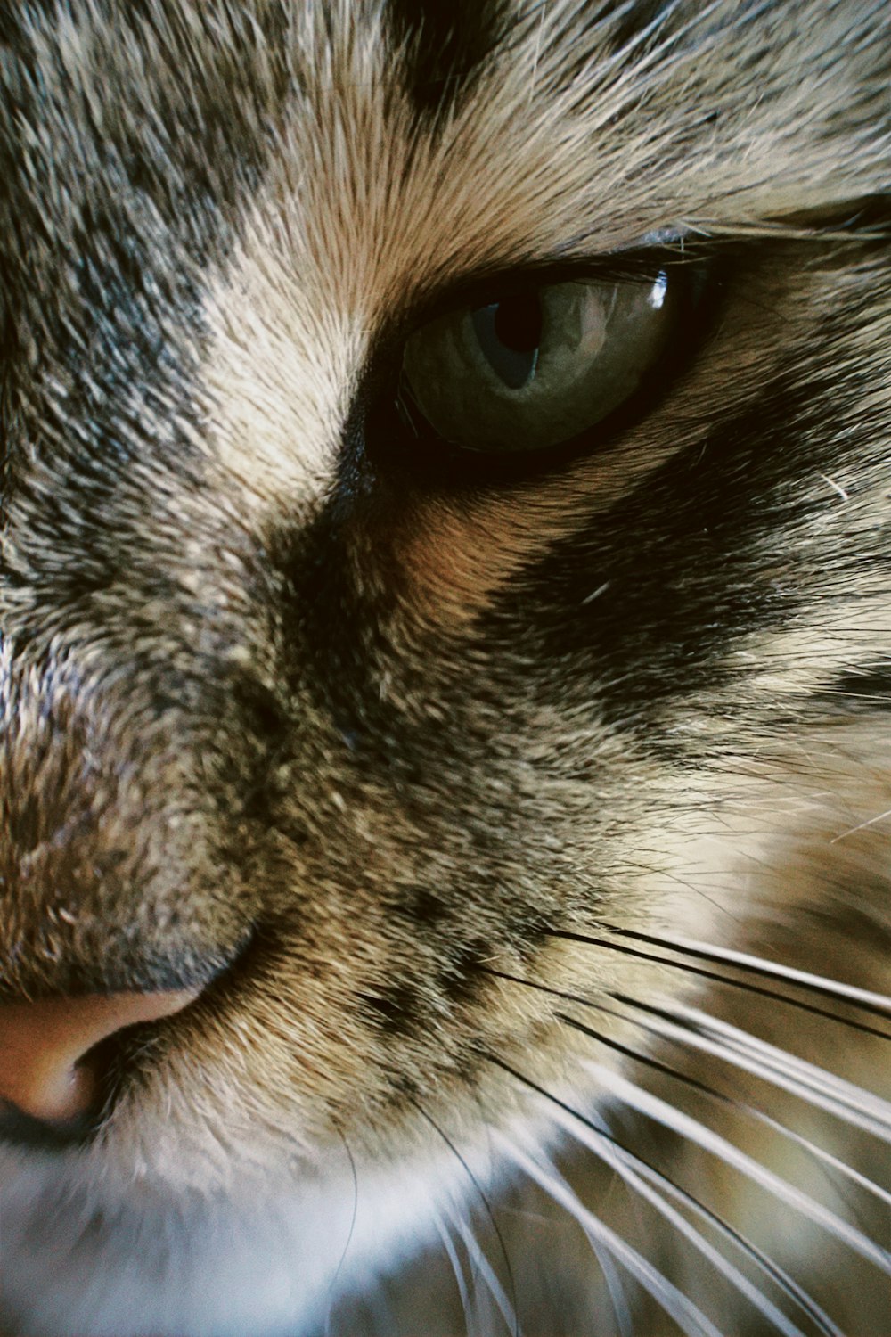 brown tabby cat with blue eyes