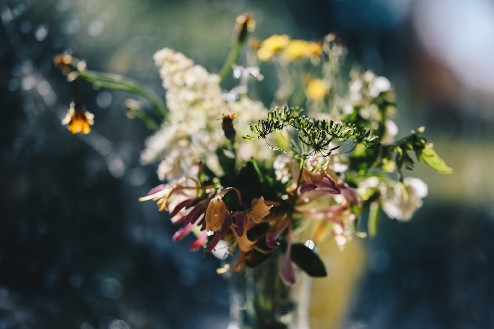 white and red flower in tilt shift lens