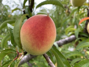 Unique Salty Peach Bliss Designs