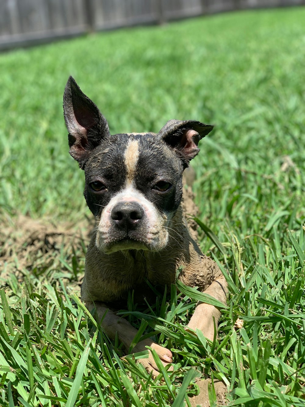 black and white short coated dog on green grass during daytime