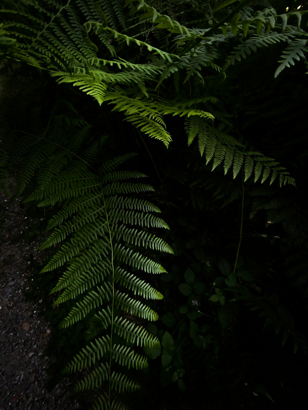 green fern plant on brown soil