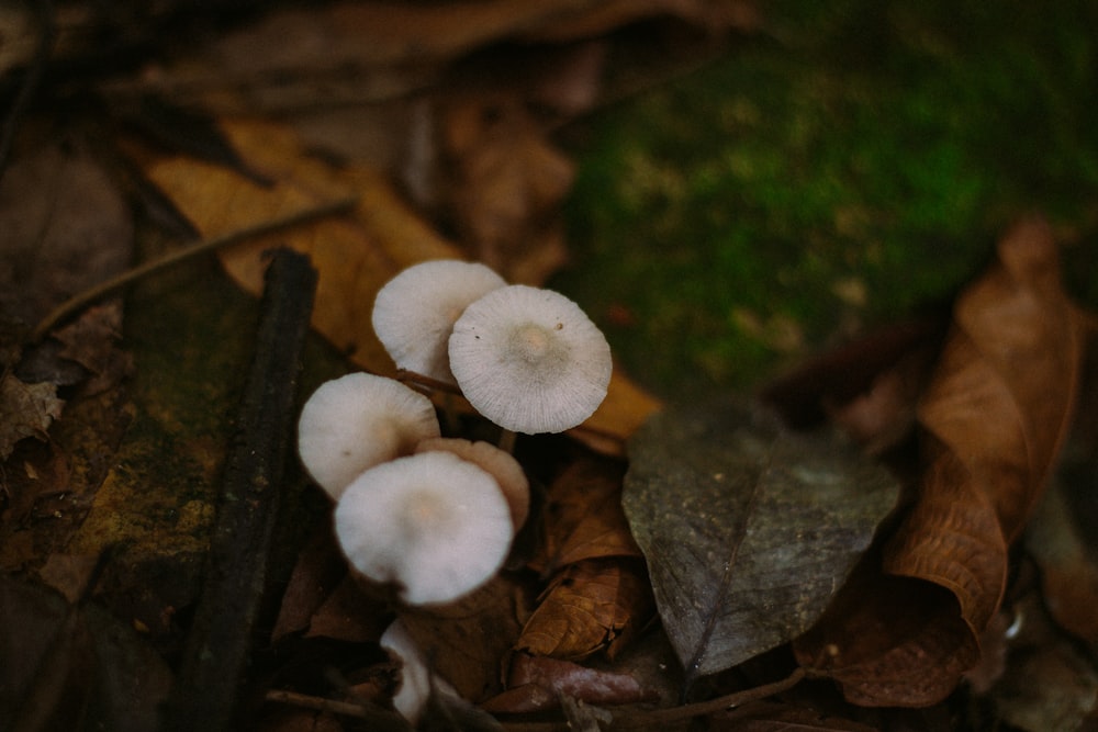 white mushroom on green grass