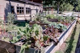 A vibrant garden featuring raised wooden beds filled with various leafy greens and vegetables. The lush plants are thriving under the sunlight, with a backdrop of a building and trees that add to the serene setting.