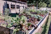 A vibrant garden featuring raised wooden beds filled with various leafy greens and vegetables. The lush plants are thriving under the sunlight, with a backdrop of a building and trees that add to the serene setting.