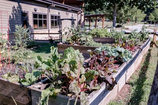A vibrant garden featuring raised wooden beds filled with various leafy greens and vegetables. The lush plants are thriving under the sunlight, with a backdrop of a building and trees that add to the serene setting.