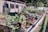 A vibrant garden featuring raised wooden beds filled with various leafy greens and vegetables. The lush plants are thriving under the sunlight, with a backdrop of a building and trees that add to the serene setting.