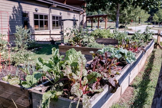 A vibrant garden featuring raised wooden beds filled with various leafy greens and vegetables. The lush plants are thriving under the sunlight, with a backdrop of a building and trees that add to the serene setting.