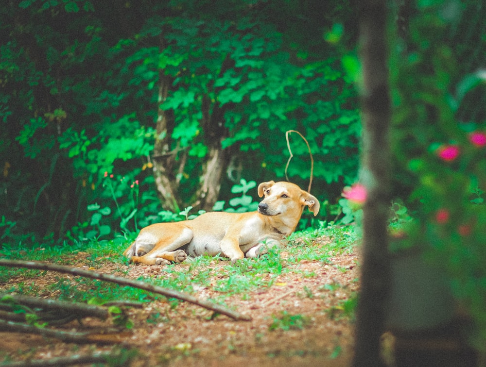 brown short coated dog lying on ground