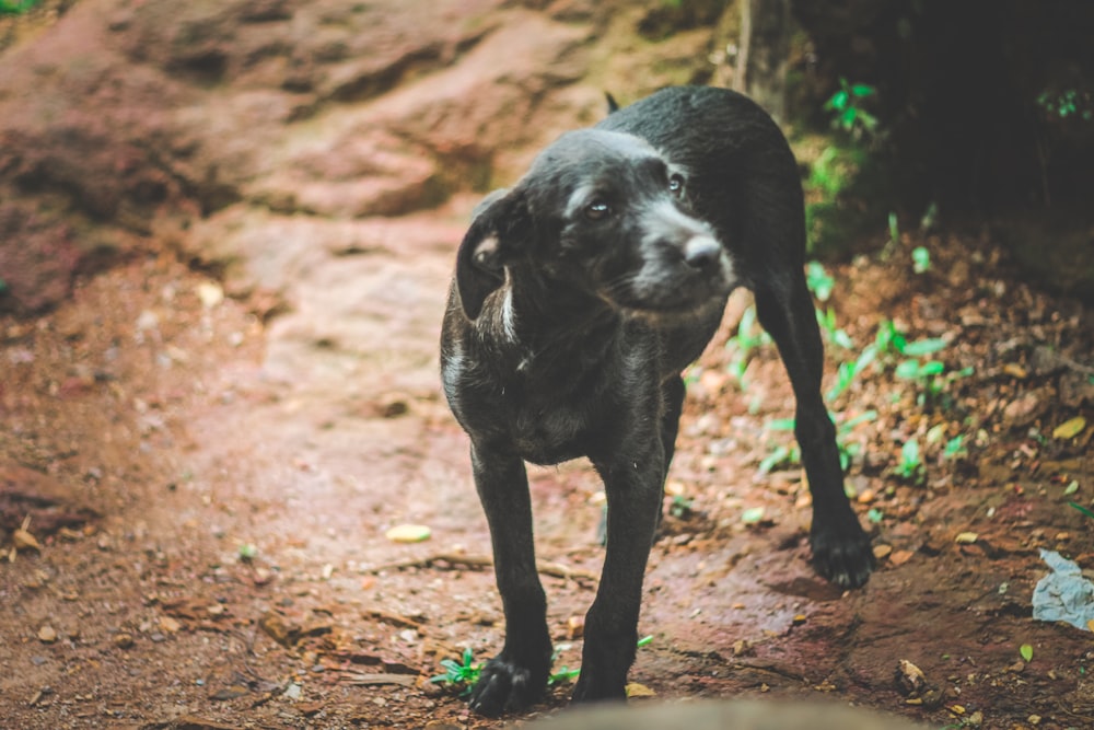 black short coat medium sized dog