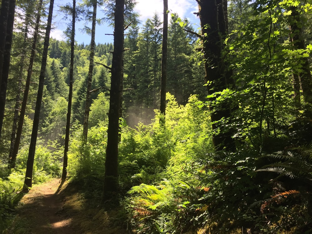 Alberi e piante verdi durante il giorno