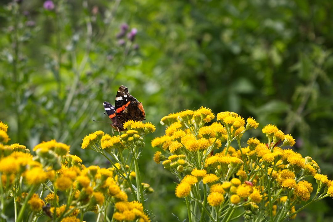black and orange butterfly on yellow flower