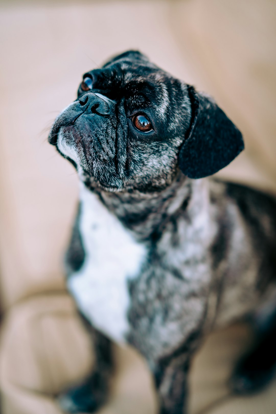 black and white short coated small dog