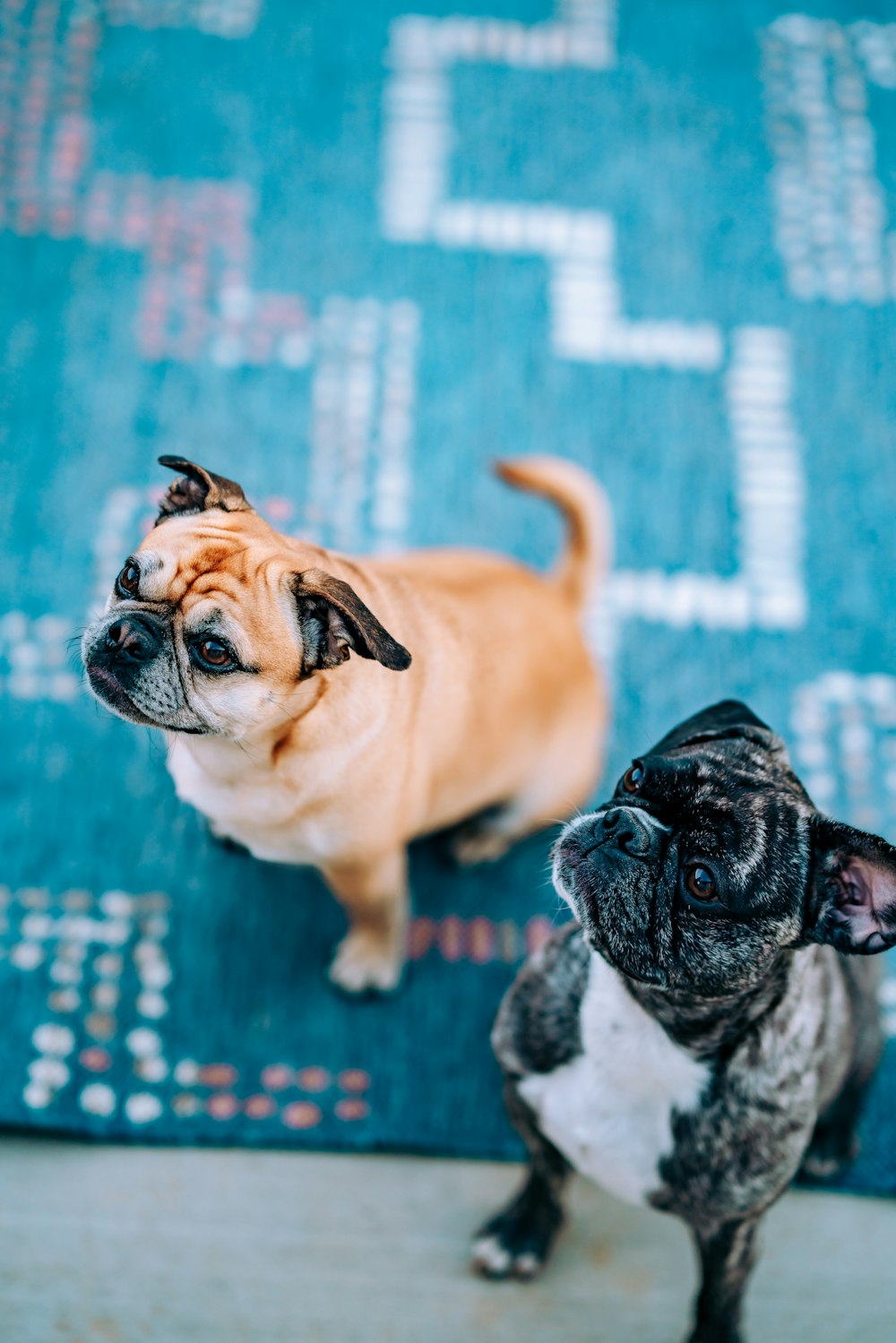 fawn pug on blue floor