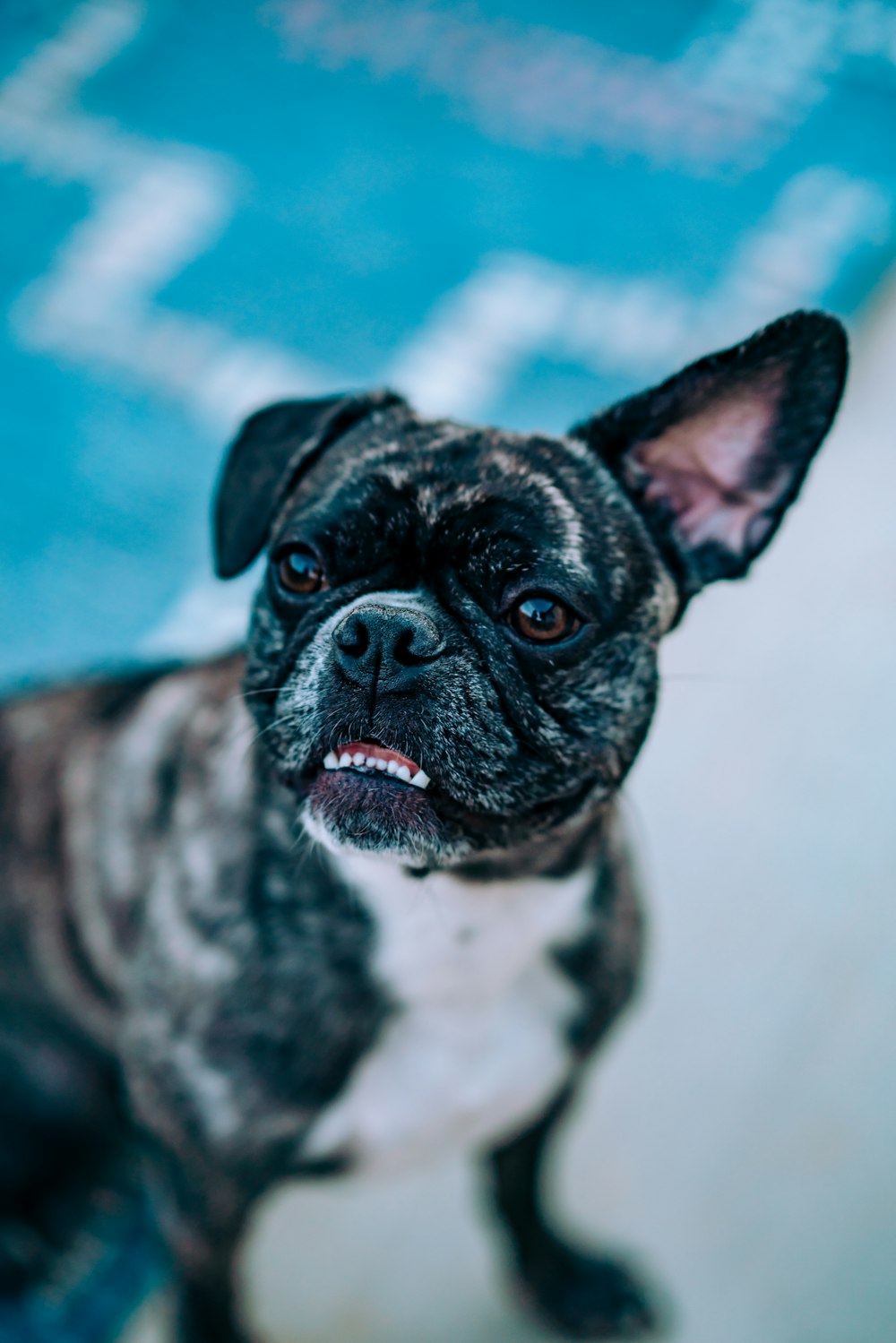 black and white short coated small dog