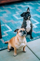 Two dogs sit on an outdoor rug with a geometric pattern. The dog in the foreground is light brown with a beige chest, while the dog in the background is dark gray with a white chest. Both dogs are looking upwards.