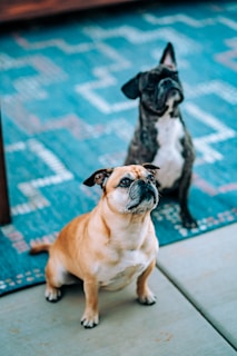 Two dogs sit on an outdoor rug with a geometric pattern. The dog in the foreground is light brown with a beige chest, while the dog in the background is dark gray with a white chest. Both dogs are looking upwards.