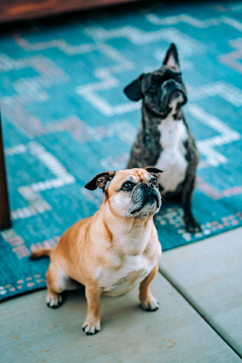 fawn pug sitting on floor