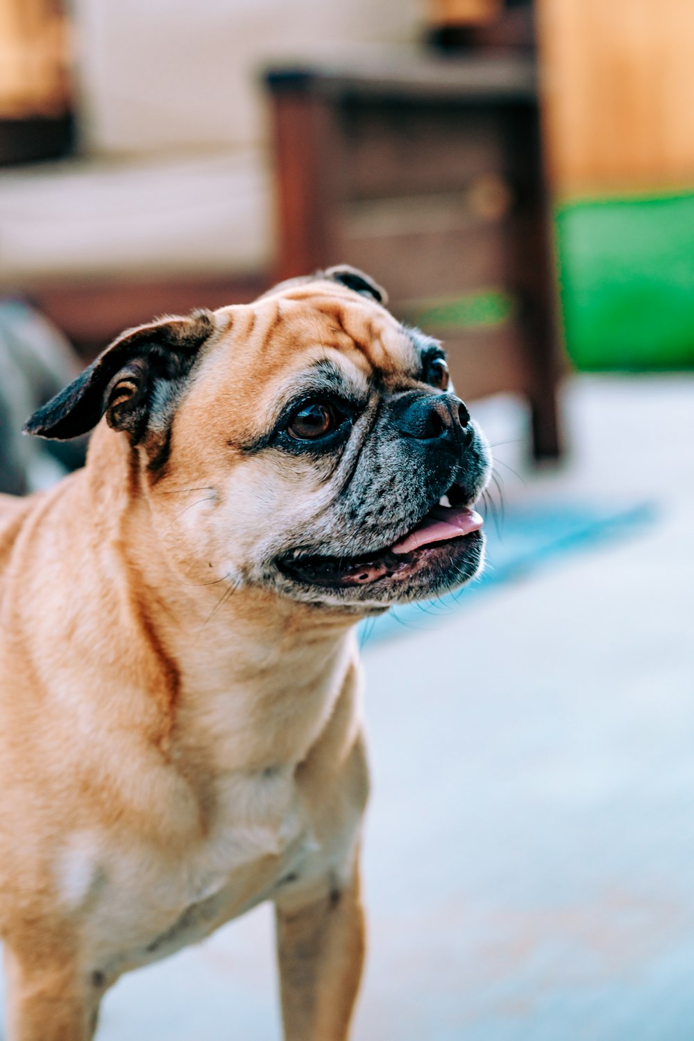 fawn pug on white floor