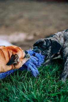 2 dogs playing on green grass during daytime