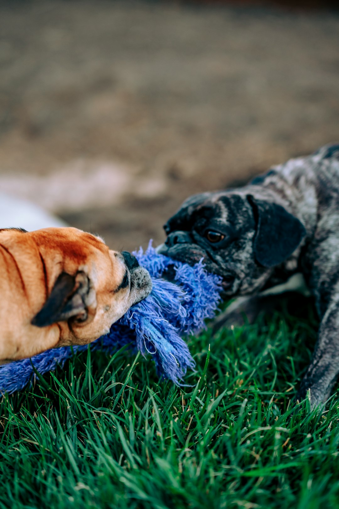 2 dogs playing on green grass during daytime