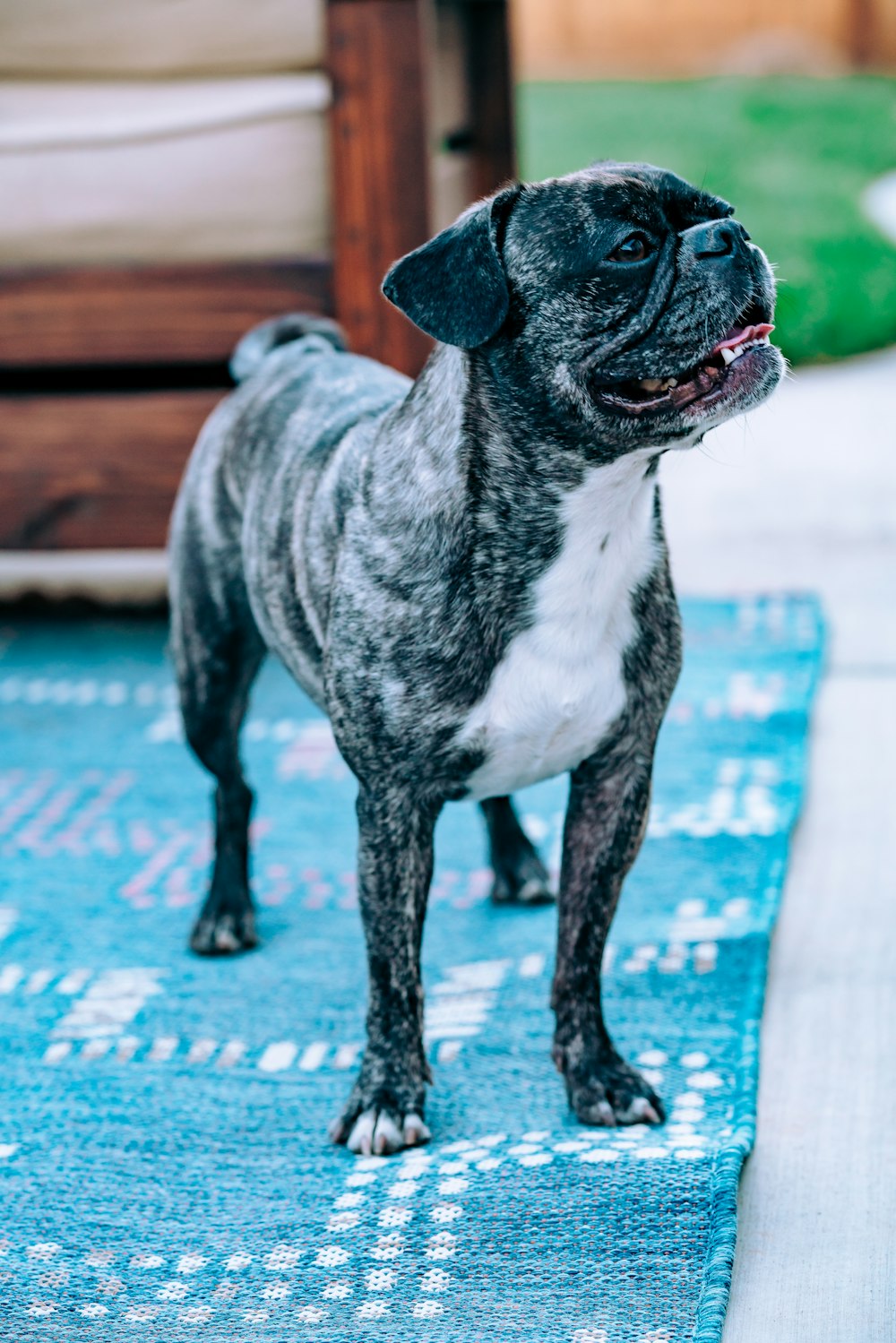 black and white short coated dog on blue and white textile