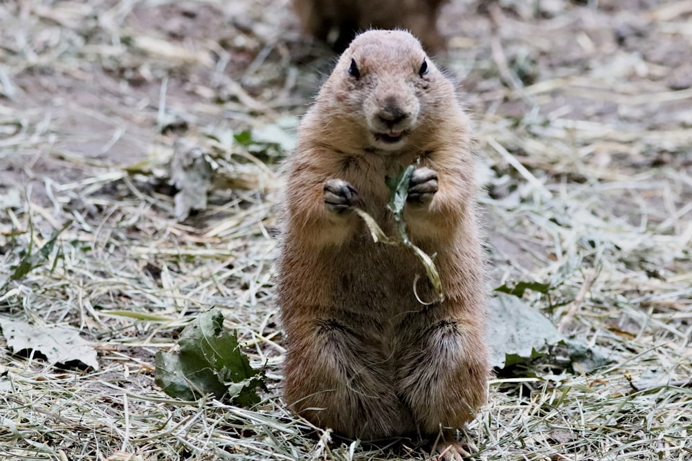 brown rodent on green grass during daytime