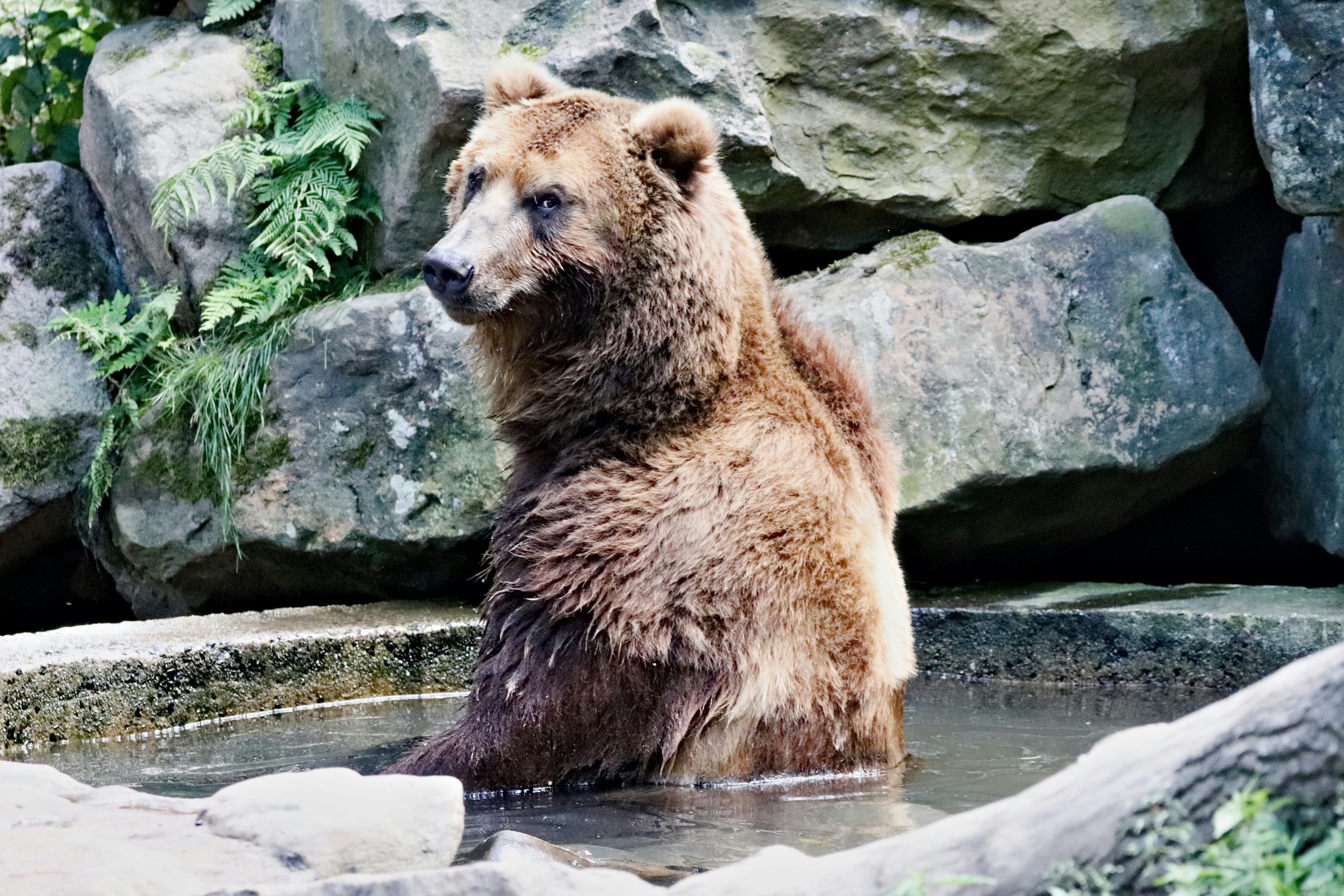 The Complex Challenge of Bear Psychology (image credits: unsplash)