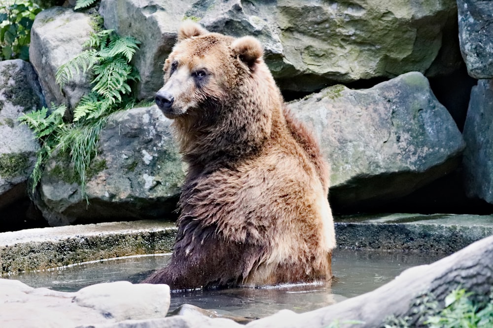 brown bear on gray rock