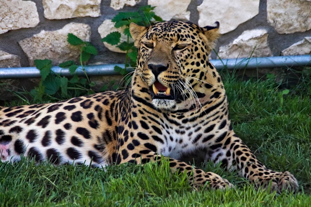 leopard lying on green grass during daytime